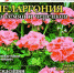 "Цветок" – практический журнал для цветоводов и дачников - Межпоселенческая ЦБС
