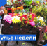Пульс недели. - Бабаевский муниципальный округ