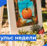 Пульс недели. - Бабаевский муниципальный округ